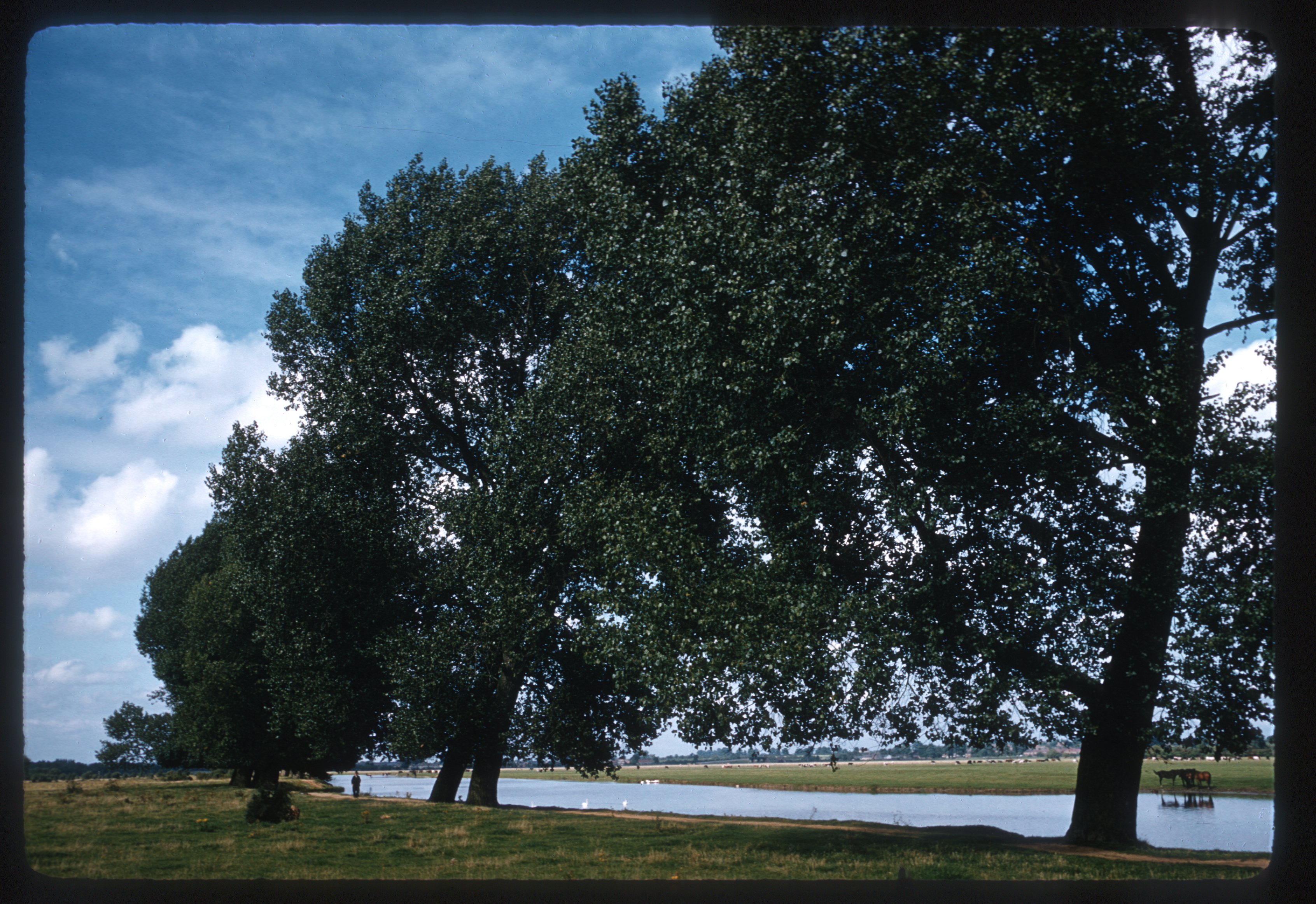 photograph of poplar trees