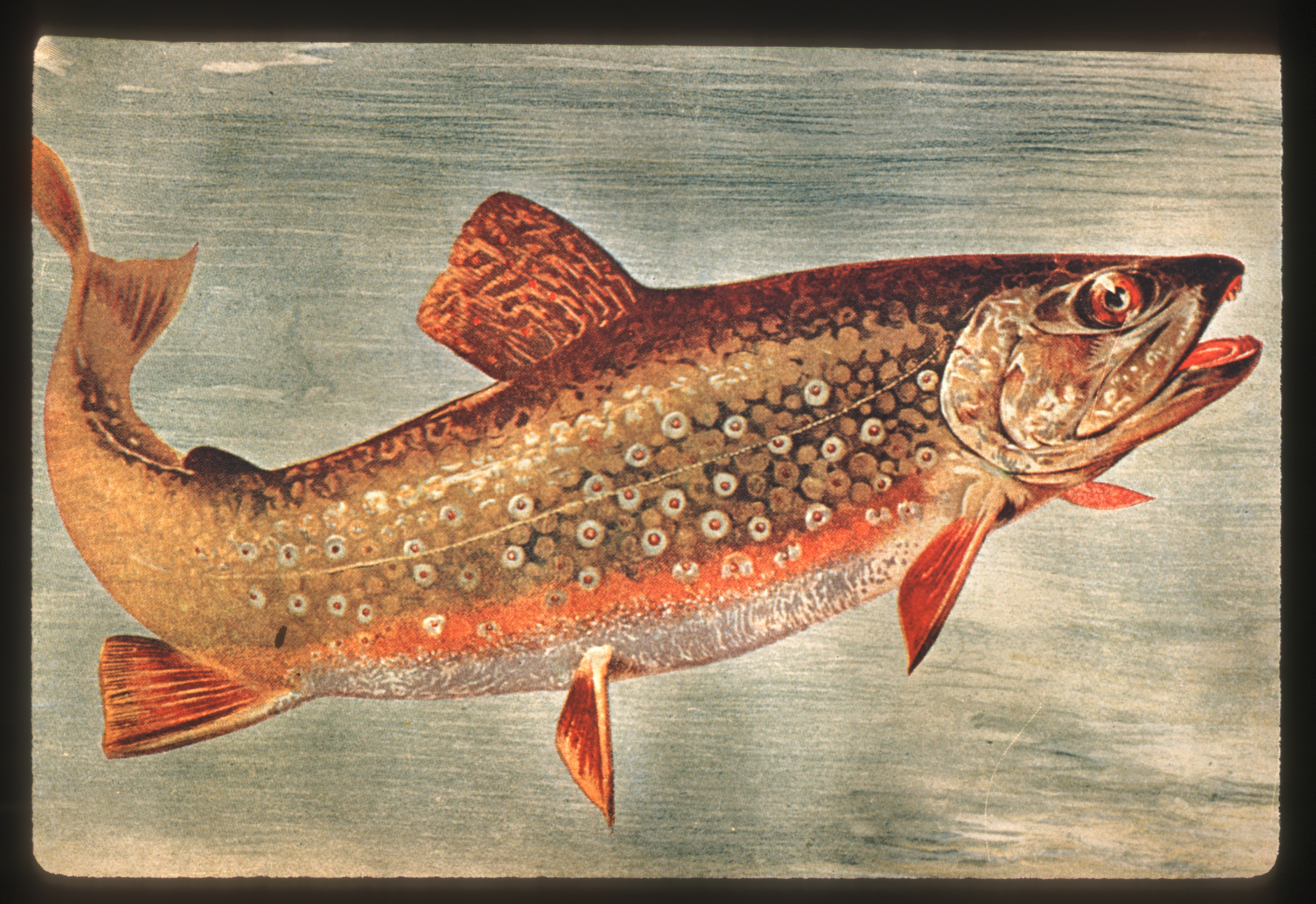 illustration of a brook trout