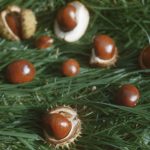 photo of chestnuts