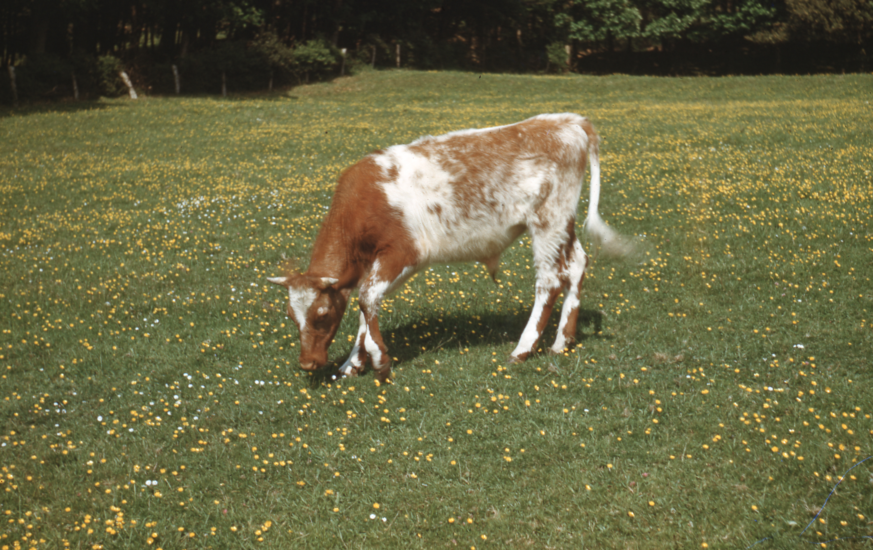 Brinded calf in the grass at St. Beuno's