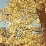 photograph of a golden maple tree