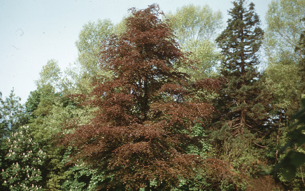trees of different color foliage